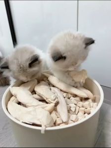 Pet Dog Treats Freeze Dried Dog Food Cat Kitten Snacks Pure Meat Freeze Dried Meat Best Formula Food