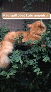 Pembasmi Kutu Kucing Alami - Natural Bye Bye Fleas For Cat - Dr.Bulu