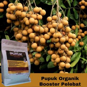 Pupuk Booster Organik Kelengkeng: Pelebat Buah Pemacu Pertumbuhan Pemanis Buah Lebat dan Besar