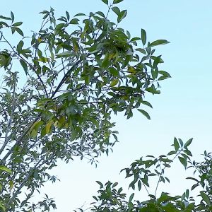 สายรัดรองเท้ากันลื่น แผ่นสตั๊ดติดรองเท้า สำหรับเดินบนหิมะ และ น้ำแข็ง อุปกรณ์เดินป่า