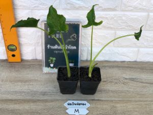 ต้นห่อเงินห่อทอง ต้นไม้มงคล เรียกเงินทองเข้าบ้าน พร้อมกระถาง 3 นิ้ว Syngonium  (ไซส์ M ส่ง 2 ต้นขึ้นไป)