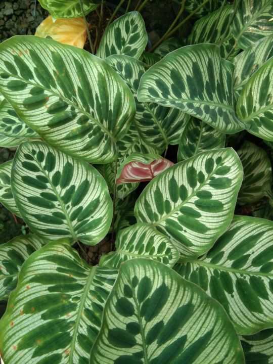 Calathea Peacock Makoyana "Pinugo" Live Plants Matured Leaves | Lazada PH