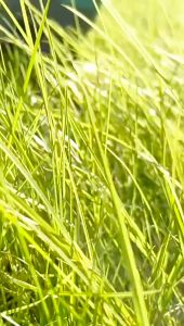 Portable Dog Poop Scooper Pet Picker with Built-in Trash Bag Dispenser-Lightweight Claw Design for Easy Waste Pickup