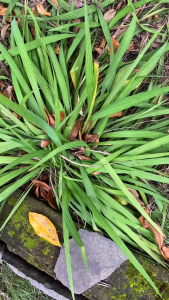 Bawang Dayak Segar Dengan Daun Langsung Dipetik Saat Order Masuk