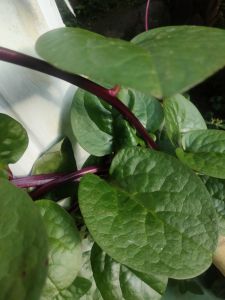 jual binahong merah segar atau Granola dipetik pasmasuk order 500 gram