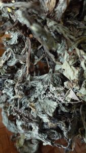 Daun Tempuyung Kering 500gr Asli dan Bersih