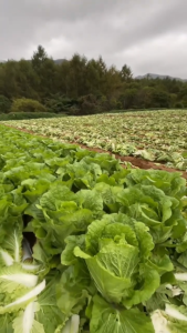 Benih Bibit Sawi Putih Petsai LEONY F1 1000 butir dari Cap Panah Merah