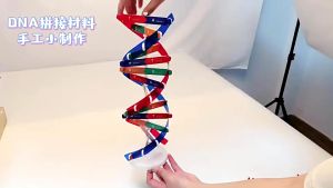 Model DNA Alat Pembelajaran DNA Manusia Helix Ganda Deoxyribonucleic ACID Model Untuk Edukasi Sains Model Double Helix