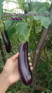 JS POWER F1 10gr - Benih bibit biji terong hibrida besar panjang manis sayur JAYA SEEDS