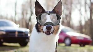 Clear Lens Dog Goggles TPU Frame Vent Holes Contour Nose Fit Stretch Nylon Strap for Multi-Activities