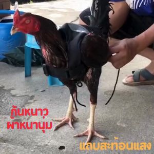 เสื้อไก่ชนคละสี 1ตัว ป้องกันหลังพังจากเหล่าปาก๋อย กันหนาว เนื้อผ้าอย่างดีเย็บ 2ชั้น มีสายปรับขนาดได้ มีแถบสะท้อนแสง เห็นชัดเจนในที่มืด ไก่ชนคละสี