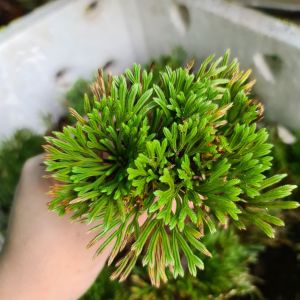 Ajuga reptans - Cây Cảnh Trồng Terrarium Tiểu Cảnh Paludarium