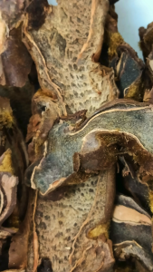 金狗脊 100g Jin Gou Ji 金毛狗脊