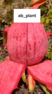 Bibit Buah Naga Merah Super Cepat Berbuah