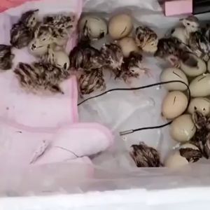 22/32/42 Egg Automatic Digital Incubator: A Guide to Chicken Poultry Hatching