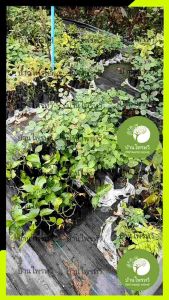 ต้นกระถินเทพา กล้าไม้พร้อมปลูก ต้นไม้ บ้านไพรทวี ไม้เเข็งเเรง เเน่นอน กระถินเทพา