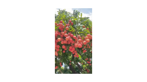 ( 1 Butir ) Benih Biji Buah Leci | Lychee