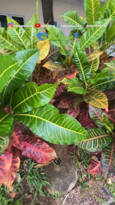 Daun Puring Hijau Segar / Daun Puring Ungu Dipetik Saat Order Masuk