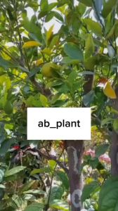 Bibit Jeruk Santang Madu Asli 1 Meter Kondisi Sudah Berbuah Lebat