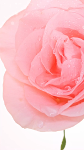 ครีมรีจูทรีดี ซิสส์ Siss Goat Milk Reju 3D Cream