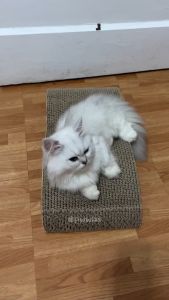 KANI Meow Magic Premium Cat Scratch Board Interactive Scratch Board