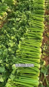 [ HARGA PROMO ] benih seledri dan daun ketumbar kemasan premium harga murah isi banyak