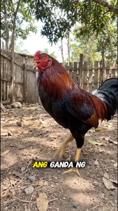 Prime Master Drops 30ML | Pampalakas at Stamina Booster para sa Panabong na Manok
