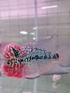 New Available Pretty Bighead Kamfa 2 -3 inch