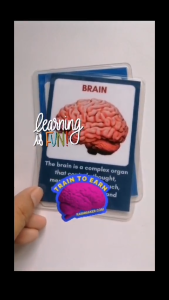LAMINATED FLASHCARDS HUMAN ANATOMY INTERNAL ORGANS SCIENCE BIOLOGY ANATOMY FLASH CARDS EDUCATIONAL LEARNING MATERIALS FOR KIDS CHILDREN PRESCHOOL GRADE SCHOOL BRAIN HEART LUNGS KIDNEY DIGESTIVE CIRCULATORY REPRODUCTIVE RESPIRATORY NERVOUS