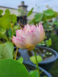 现挖种薇型碗莲《幻色惊台》Now dug up the seed Wei type bowl lotus "Phantom Color Shock"