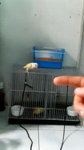 3 Meters Bird Leash with Training Ring Bird Ring Legband for love birds parakeets