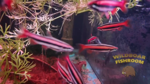 Coral Red pencilfish | Nannostomus mortenthaleri | Live animal
