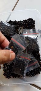 Buah Angkung Kering Organik Obat Stroke 200 Biji