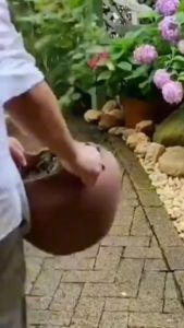 Bột Tẩy Diệt Rong Rêu Trên Nền Xi Măng Nền Gạch Diệt Mốc Trần Tường Nhà Gói 500Gr