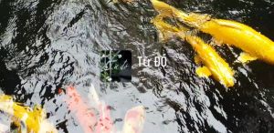 Thức ăn cá KOI 42% đạm Cám cá koi king feed GROW 5KG- cám cao Cấp Vikoi