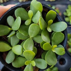 เบี้ยเศรษฐี ปะการังเขียว พร้อมกระถาง 3 นิ้ว *แถมกาบมะพร้าว* ต้นไม้มงคลสวยๆ ต้นไม้จิ๋ว เรียกทรัพย์ เสริมการเงิน ต้นไม้แต่งบ้าน