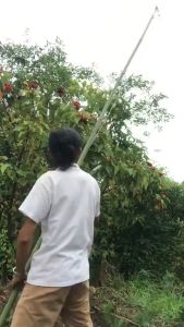 Kéo cắt cành cây trên cao có kèm dây kéo xanh