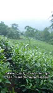 Chè Thái Nguyên - Trà an toàn Trà xanh Thái Nguyên