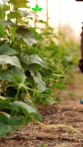 Pupuk Organik Cair (PUNICA) MSG 3 Pupuk Untuk Segala Macam Tanaman Hias Bunga Buah Tambulampot