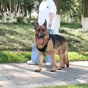 Harnes Anjing Besar HARX1: Rompi Anjing untuk Aktivitas Fisik