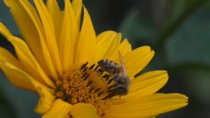 GLAMMER ทรีทเมนท์สปาผมช็อกโกแลตมิ้นแอนด์ฮันนี่ - 300 ml