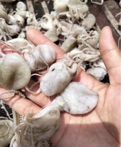 Gurita Asin /Gurita Asin Kering super 100 gram