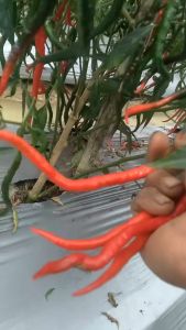 JENIO TAVI 15gr - Benih bibit biji Cabai cabe merah keriting sayur sayuran Cap Rajawali