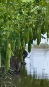 HẠT GIỐNG KHỔ QUA TÂN HIỆP THÀNH KILO 636 (20G) nảy mầm rất tốt trái dài đẹp năng suất cao