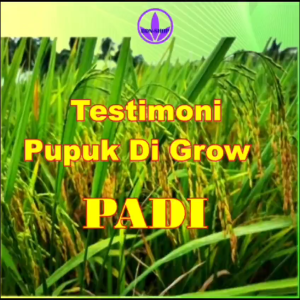 Pupuk Organik Cair Di Grow Merah Bunga Buah 1 Ltr USA Technologi Bentuk Ion Semprot