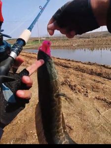 Gói 6 con mồi mền ( bọ ú ) 14g- lure nổi - Chuyên lure cá lớn