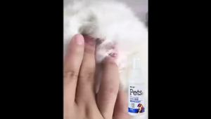 Ubat kurap kucing Veterinarian recommended ubat kurap kucing Plant Formula Safe to lick Medicine for cats and dogs to treat kurap kudis sporo gatal rash luka kulat fungus and itchy skin ubat fungus untuk kucing