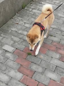 สายจูงสุนัข สายจูงแมว สายจูงสุนัขโต สายจูง ที่รัดอก+สายลากจูงสุนัข สายจูงแบบเต็มตัว เชือกจูงสุนัข สายรัดอกสุนัข ที่รัดอกสุนัข