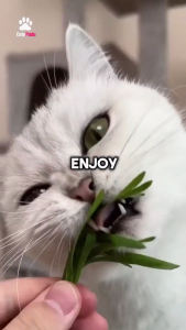 Cat Cat Pet Grass Wheat Grass Set Self Grow Kit / Rumput Kucing Hairball Control