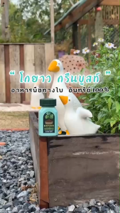 พิเศษสุดคุ้ม โกยาว กรีนบูสท์ 4 ขวด อาหารพืช ฟื้นฟูดิน ป้องกันโรค อาหารพืชทางใบ